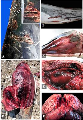 Retrospective Study of Traumatic Intra-Interspecific Interactions in Stranded Cetaceans, Canary Islands